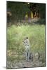 Leopard (Panthera Pardus), Zambia, Africa-Janette Hill-Mounted Photographic Print