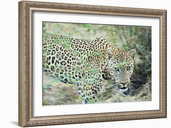 Leopard (Panthera Pardus), Zambia, Africa-Janette Hill-Framed Photographic Print