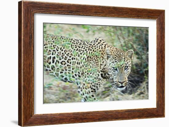 Leopard (Panthera Pardus), Zambia, Africa-Janette Hill-Framed Photographic Print