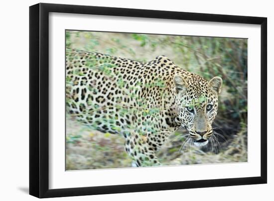 Leopard (Panthera Pardus), Zambia, Africa-Janette Hill-Framed Photographic Print