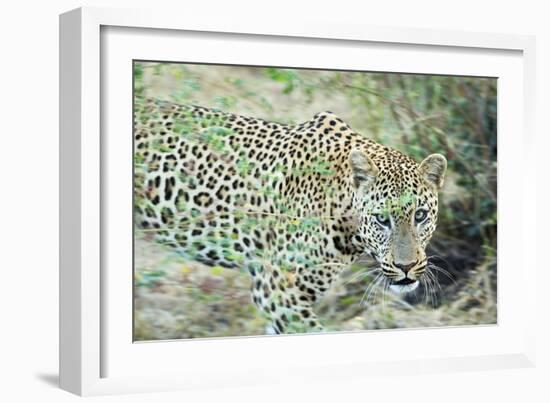 Leopard (Panthera Pardus), Zambia, Africa-Janette Hill-Framed Photographic Print