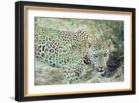 Leopard (Panthera Pardus), Zambia, Africa-Janette Hill-Framed Photographic Print