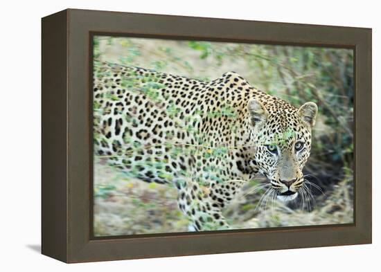 Leopard (Panthera Pardus), Zambia, Africa-Janette Hill-Framed Premier Image Canvas