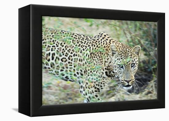 Leopard (Panthera Pardus), Zambia, Africa-Janette Hill-Framed Premier Image Canvas