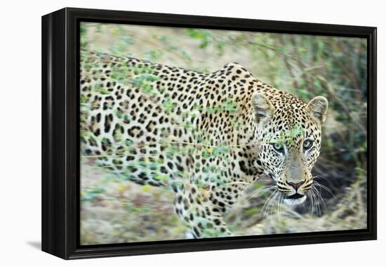 Leopard (Panthera Pardus), Zambia, Africa-Janette Hill-Framed Premier Image Canvas