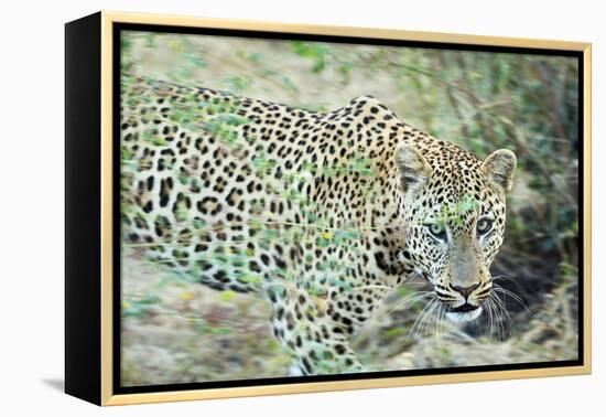 Leopard (Panthera Pardus), Zambia, Africa-Janette Hill-Framed Premier Image Canvas
