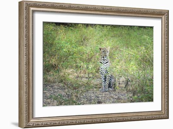 Leopard (Panthera Pardus), Zambia, Africa-Janette Hill-Framed Photographic Print