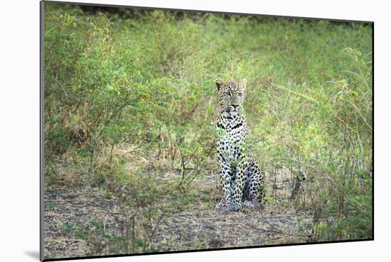 Leopard (Panthera Pardus), Zambia, Africa-Janette Hill-Mounted Photographic Print