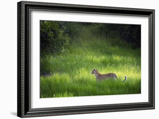 Leopard (Panthera), South Luangwa National Park, Zambia, Africa-Janette Hill-Framed Photographic Print