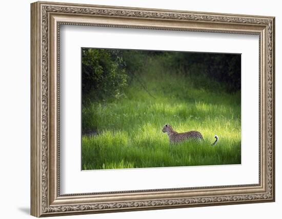 Leopard (Panthera), South Luangwa National Park, Zambia, Africa-Janette Hill-Framed Photographic Print