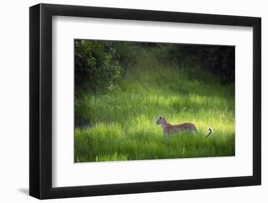 Leopard (Panthera), South Luangwa National Park, Zambia, Africa-Janette Hill-Framed Photographic Print