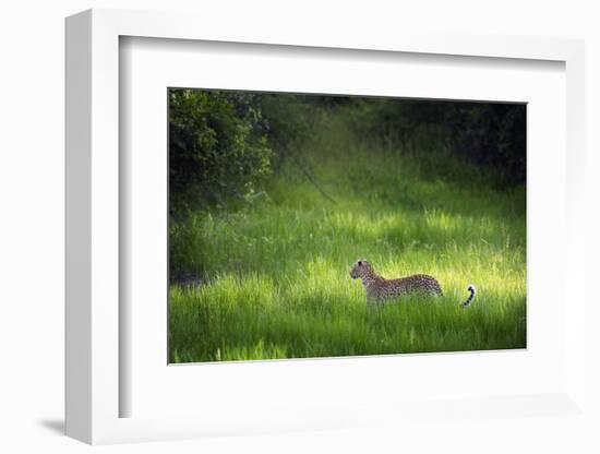 Leopard (Panthera), South Luangwa National Park, Zambia, Africa-Janette Hill-Framed Photographic Print