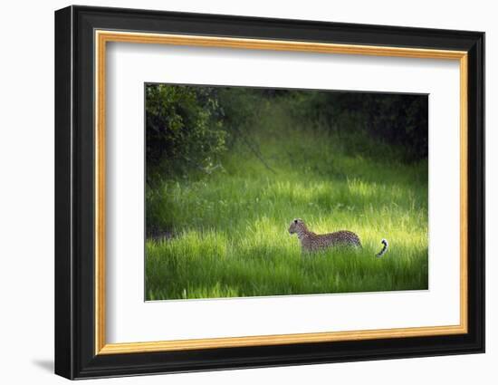 Leopard (Panthera), South Luangwa National Park, Zambia, Africa-Janette Hill-Framed Photographic Print