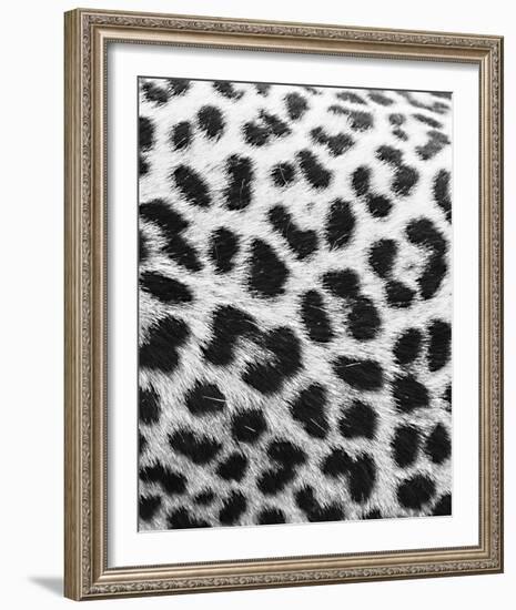 Leopard Patterns - Detail-Wink Gaines-Framed Giclee Print