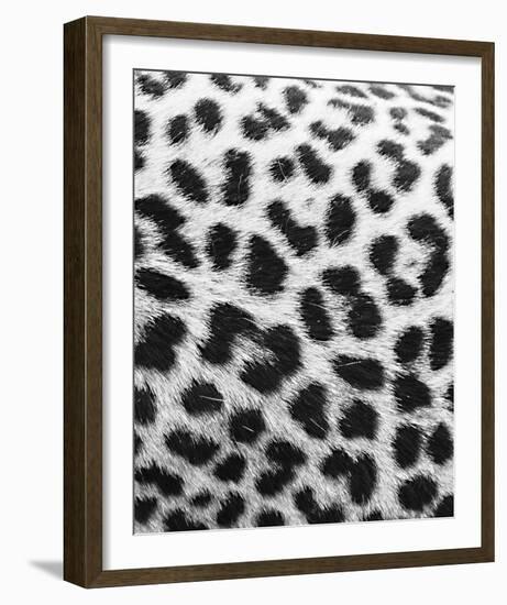 Leopard Patterns - Detail-Wink Gaines-Framed Giclee Print