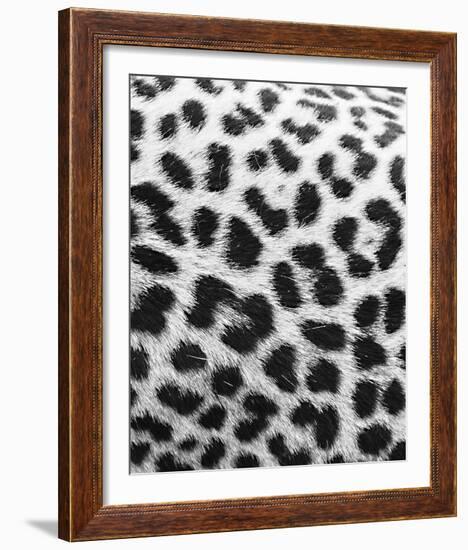 Leopard Patterns - Detail-Wink Gaines-Framed Giclee Print