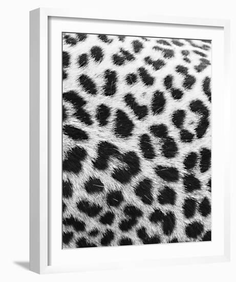 Leopard Patterns - Detail-Wink Gaines-Framed Giclee Print