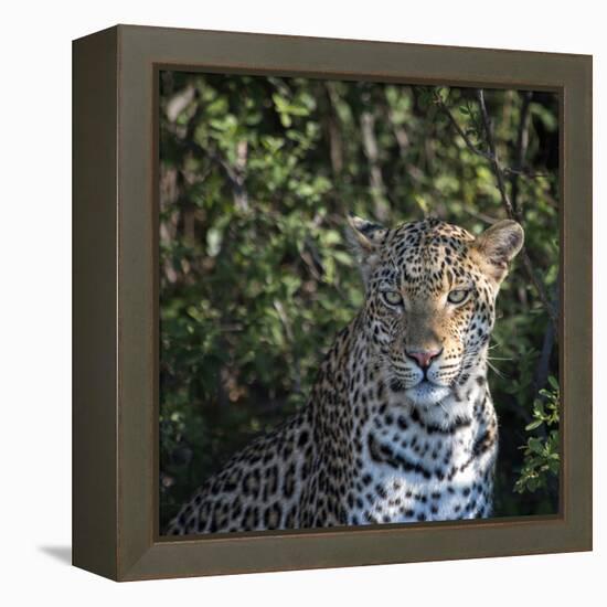 Leopard Portrait, Close Up-Sheila Haddad-Framed Premier Image Canvas