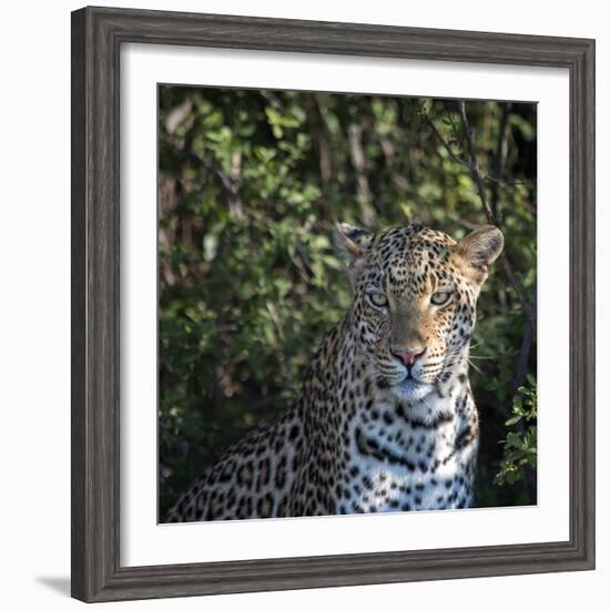 Leopard Portrait, Close Up-Sheila Haddad-Framed Photographic Print