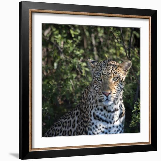 Leopard Portrait, Close Up-Sheila Haddad-Framed Photographic Print