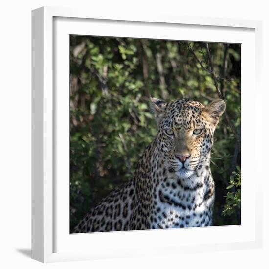 Leopard Portrait, Close Up-Sheila Haddad-Framed Photographic Print