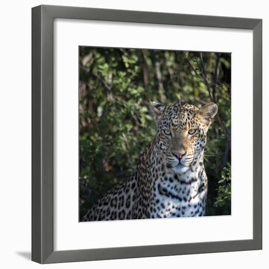 Leopard Portrait, Close Up-Sheila Haddad-Framed Photographic Print