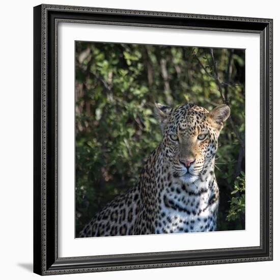 Leopard Portrait, Close Up-Sheila Haddad-Framed Photographic Print