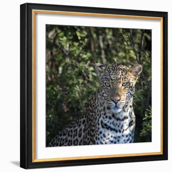 Leopard Portrait, Close Up-Sheila Haddad-Framed Photographic Print