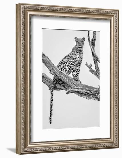 Leopard Portrait - Mono Var-Rob Darby-Framed Photographic Print