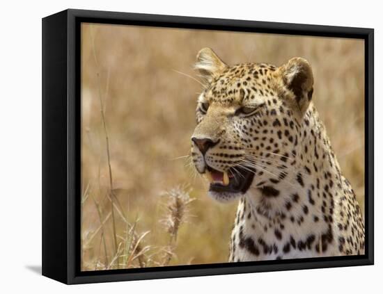 Leopard Portrait, Tanzania-Edwin Giesbers-Framed Premier Image Canvas