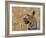 Leopard Portrait, Tanzania-Edwin Giesbers-Framed Photographic Print