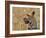 Leopard Portrait, Tanzania-Edwin Giesbers-Framed Photographic Print