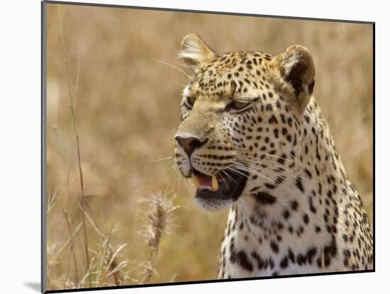 Leopard Portrait, Tanzania-Edwin Giesbers-Mounted Photographic Print