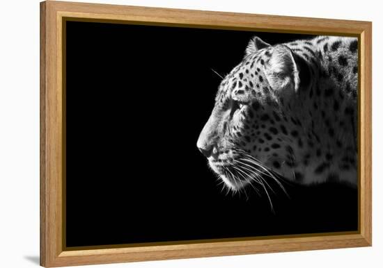 Leopard Portrait-Reddogs-Framed Stretched Canvas