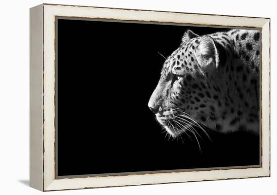 Leopard Portrait-Reddogs-Framed Stretched Canvas