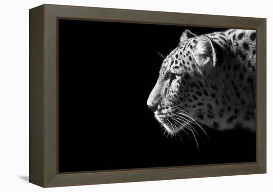 Leopard Portrait-Reddogs-Framed Stretched Canvas