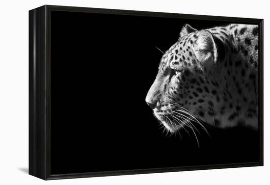 Leopard Portrait-Reddogs-Framed Stretched Canvas