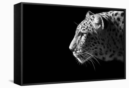 Leopard Portrait-Reddogs-Framed Stretched Canvas