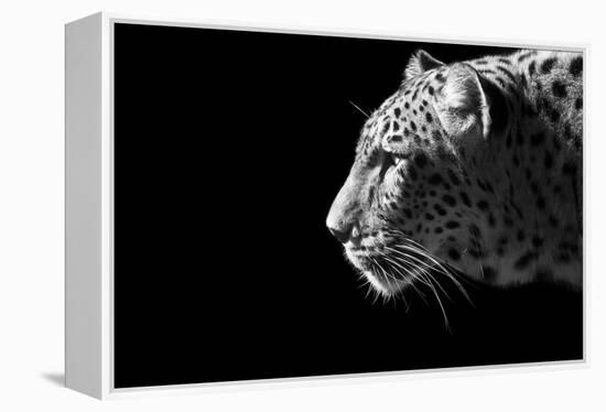 Leopard Portrait-Reddogs-Framed Stretched Canvas