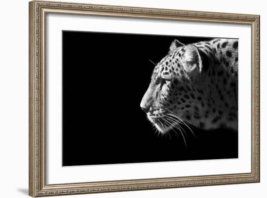 Leopard Portrait-Reddogs-Framed Art Print