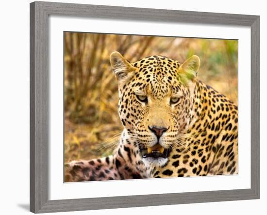 Leopard Profile at Africat Project, Namibia-Joe Restuccia III-Framed Photographic Print