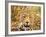 Leopard Profile at Africat Project, Namibia-Joe Restuccia III-Framed Photographic Print