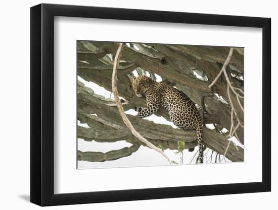 Leopard, Queen Elizabeth National Park, Uganda, Africa-Janette Hill-Framed Photographic Print