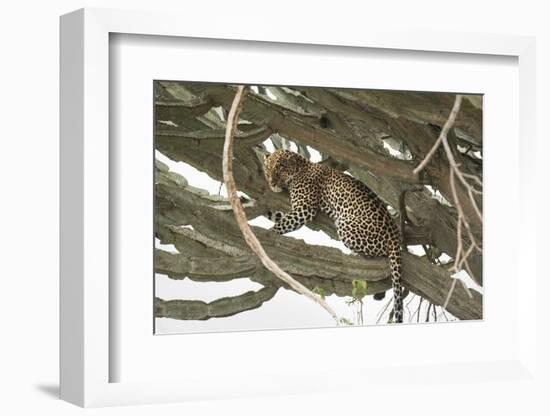 Leopard, Queen Elizabeth National Park, Uganda, Africa-Janette Hill-Framed Photographic Print