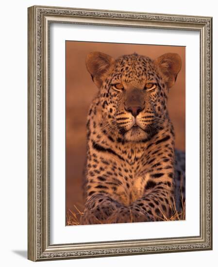 Leopard Relaxing at Animal Rehabilitation Farm, Namibia-Theo Allofs-Framed Photographic Print
