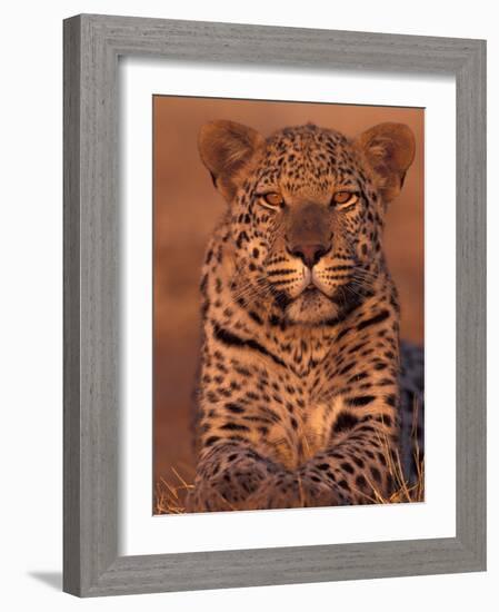 Leopard Relaxing at Animal Rehabilitation Farm, Namibia-Theo Allofs-Framed Photographic Print