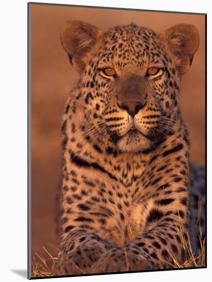 Leopard Relaxing at Animal Rehabilitation Farm, Namibia-Theo Allofs-Mounted Photographic Print