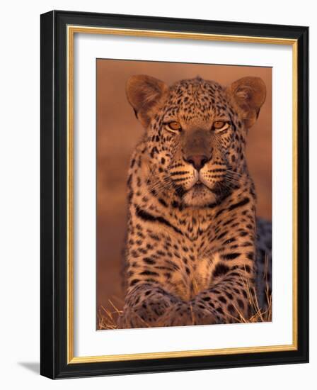 Leopard Relaxing at Animal Rehabilitation Farm, Namibia-Theo Allofs-Framed Photographic Print