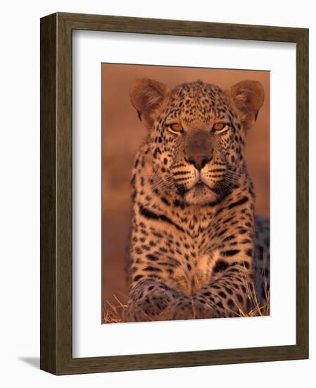 Leopard Relaxing at Animal Rehabilitation Farm, Namibia-Theo Allofs-Framed Photographic Print