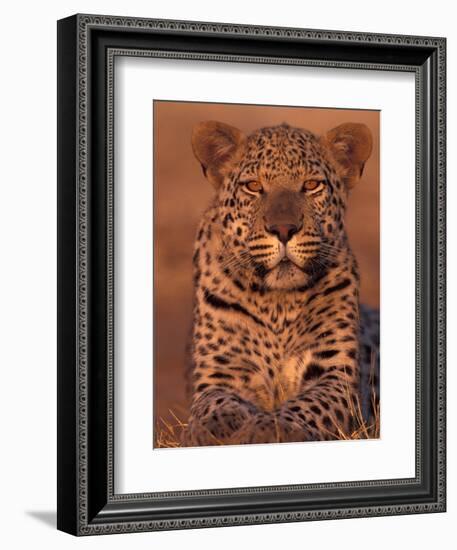 Leopard Relaxing at Animal Rehabilitation Farm, Namibia-Theo Allofs-Framed Photographic Print